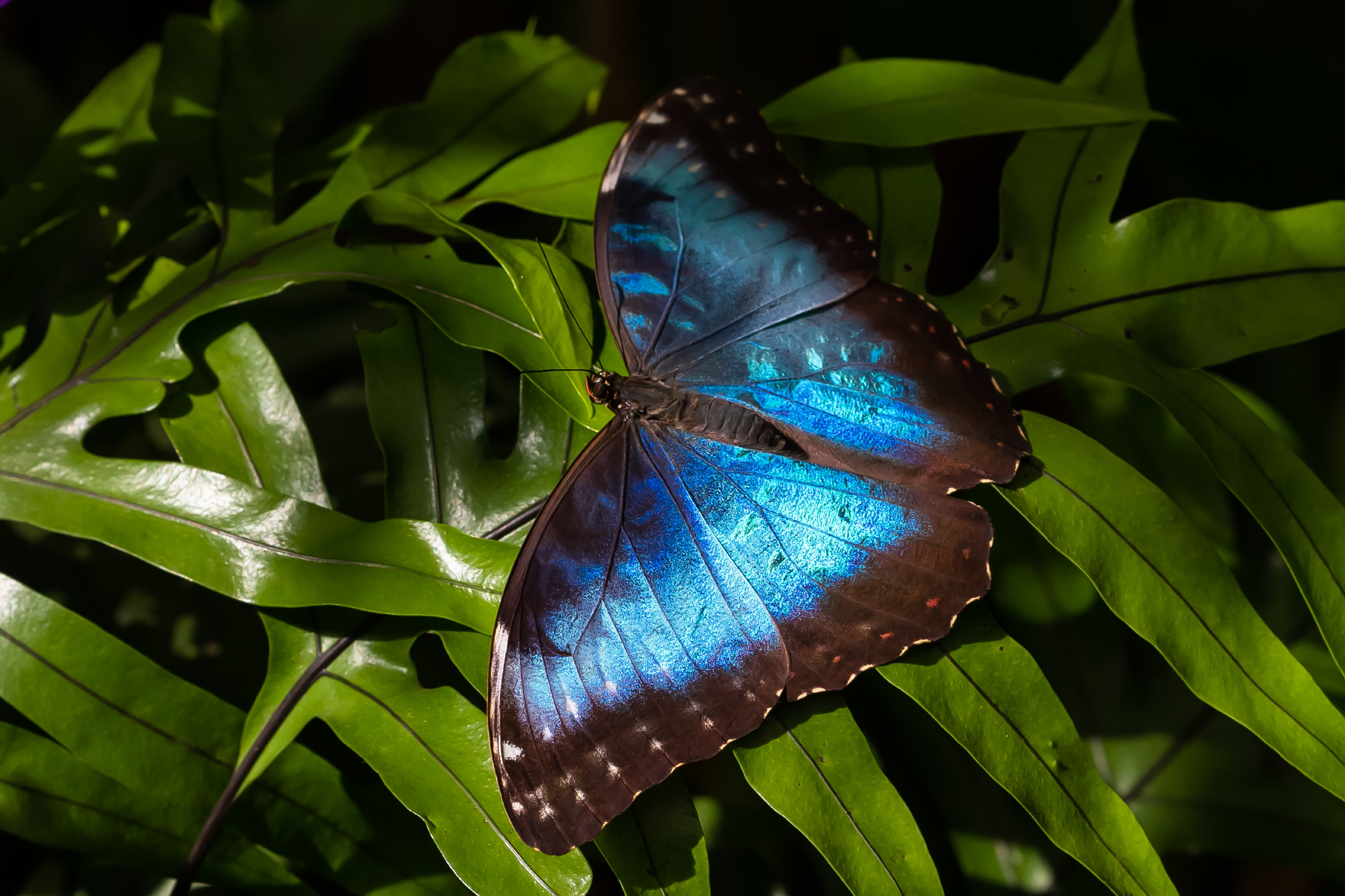 Workshop Metamorphosing